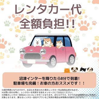 販売中の静岡県のチワワ(ロングコート)-385231の4枚目